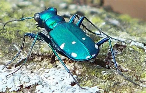  Tiger Beetle, An Exuberant Predator With Wings That Dance In The Summer Sun!