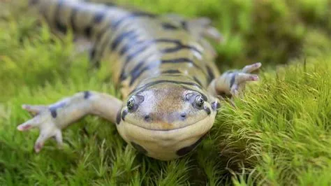  Tiger Salamander: A Remarkably Resilient Amphibian that Can Breathe Through Its Skin and Regenerate Lost Limbs!