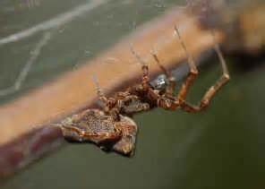  Uloborid Spiders! Masters of Tiny Trap Lines for Unsuspecting Insects