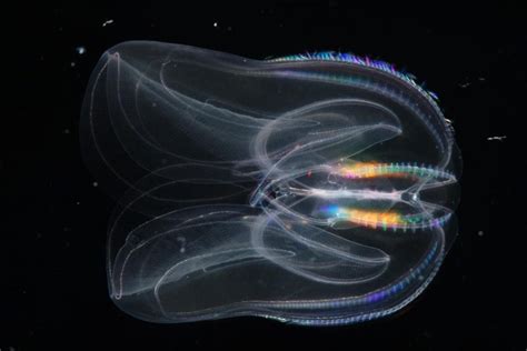  Umbrella Jellyfish: This Bioluminescent Marvel Can Survive Harsh Conditions