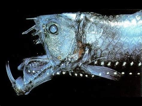  Viperfish A Master of Camouflage Lurking in the Abyssal Depths