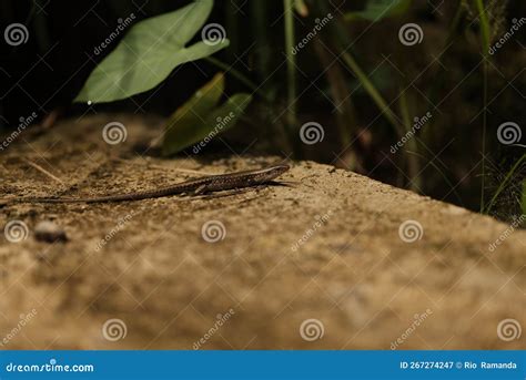  Wall Lizard: Discover How This Agile Reptile Thrives in Sunny Gardens and Ancient Walls!