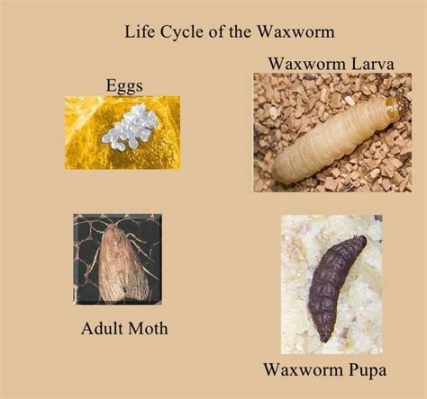 Waxworm – Unveiling Nature’s Tiny Architect and Master Recycler!