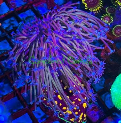  Witty Weeping Corals: Can These Colorful Creatures Shed Tears of Joy or Sorrow?