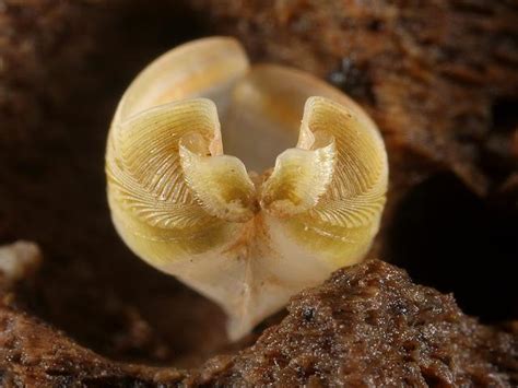  Xylophaga! The Shipworm That Thrives on Wood – A Surprisingly Powerful Bivalve with a Voracious Appetite