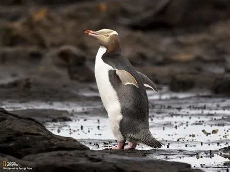 Yellow-Eyed Penguin: A Bird With Feathers That Appear More Black Than Yellow? 