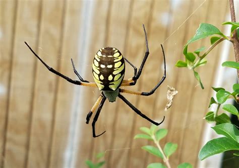  Yellow Garden Spider!  A Master Weaver Disguised as a Colorful Flower