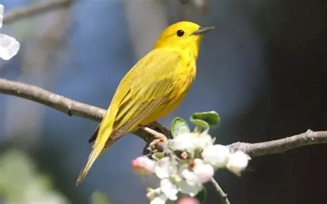 Yellow Warbler, An Exquisite Songbird Known for Its Energetic Foraging Habits and Strikingly Bright Plumage!