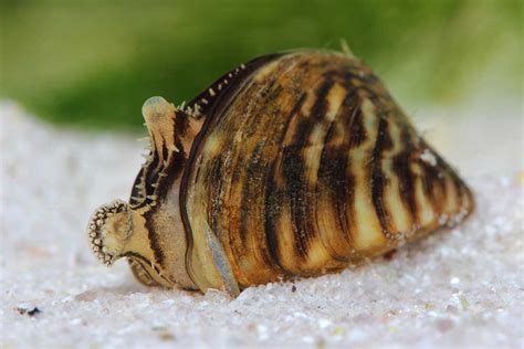 Zebra Mussel: A Tiny Freshwater Inhabitant Known for Its Striking Stripes and Powerful Filtering Abilities!