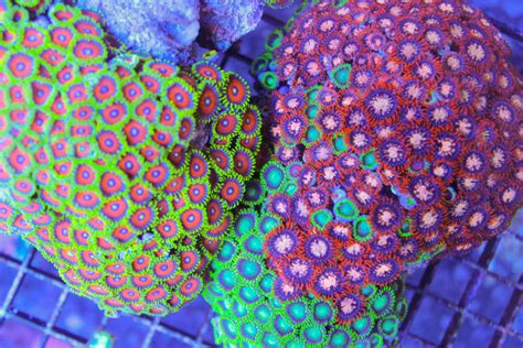 Zoanthids: Can These Colorful Corals Survive In A World Overwhelmed by Climate Change?