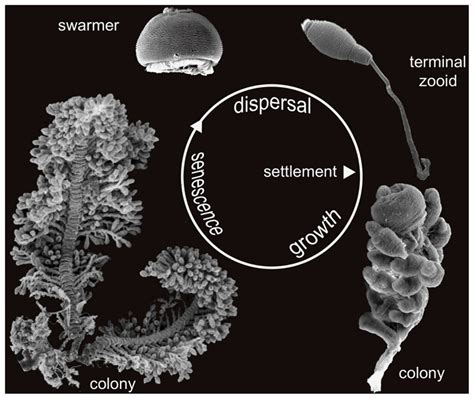 Zoothamnium: This Microscopic Marvel Lives in Freshwater Colonies and Displays Remarkable Cooperation!